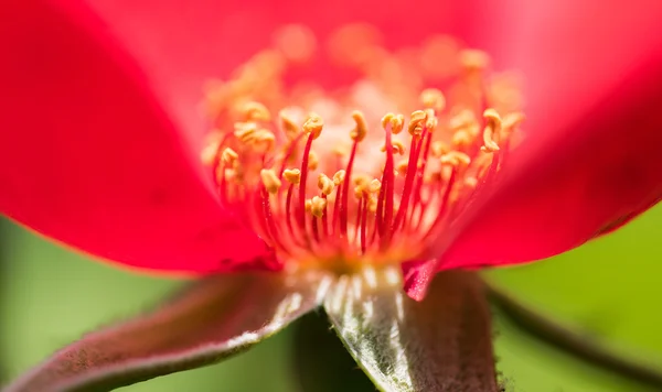 Der Stempel in roter Blume — Stockfoto