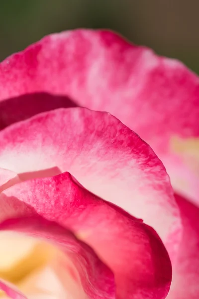 Closeup of red petal — Stock Photo, Image