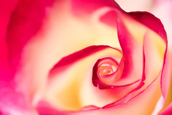 Closeup of red petal — Stock Photo, Image