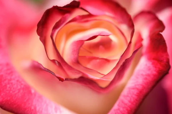 Closeup of red petal — Stock Photo, Image