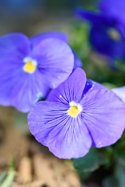 Purple pansy flowers — Stock Photo, Image