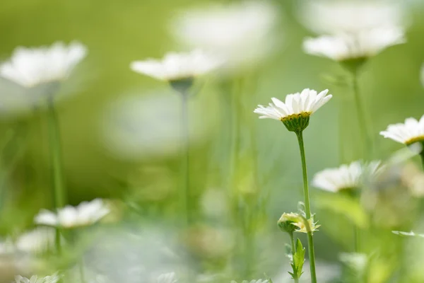 Küçük beyaz çiçekler — Stok fotoğraf