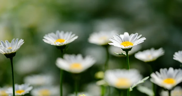 Small white flowers — Stock Photo, Image