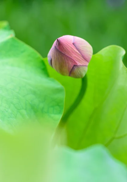 Lotus bud üstünde belgili tanımlık tepe — Stok fotoğraf