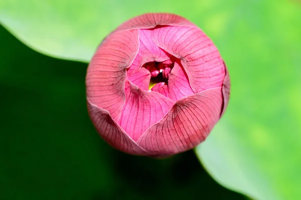 Loto rosa con hoja verde — Foto de Stock