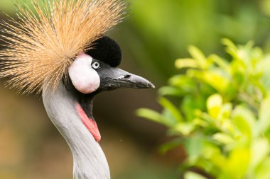 crowned crane by trees clipart