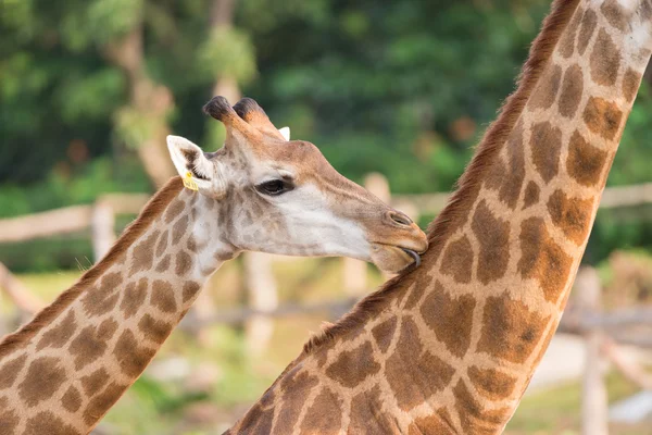 Grappige giraffen in de dierentuin — Stockfoto
