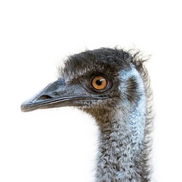 Cabeza de Emu aislada — Foto de Stock