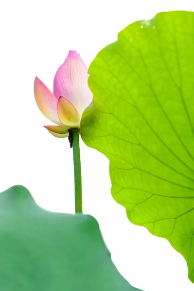 Flor de lótus isolado e folha — Fotografia de Stock