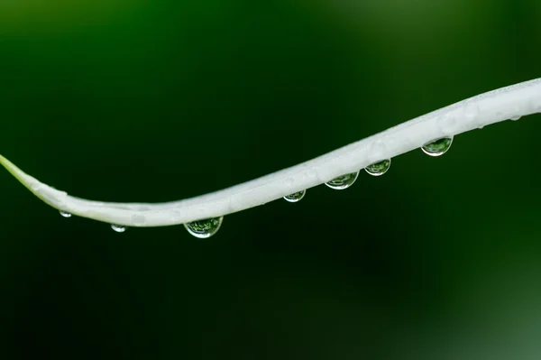 De waterdrop op het blad — Stockfoto