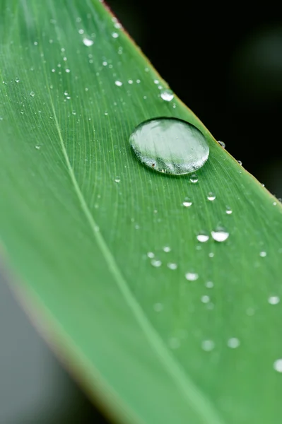 De waterdrop op het blad — Stockfoto