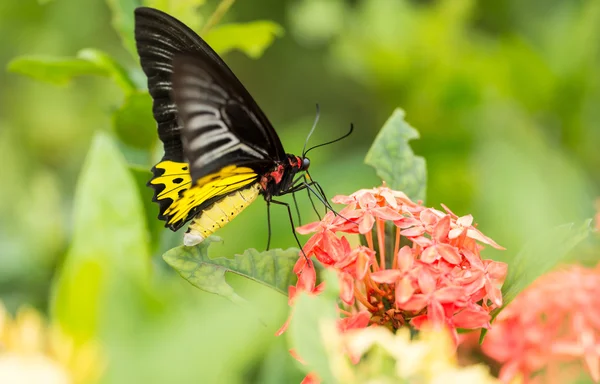 The Great Memnon butterfly — Stock Photo, Image