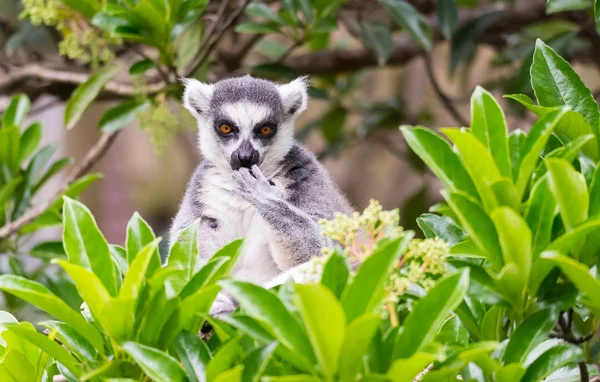 Lémurien à queue cerclée sur l'arbre — Photo