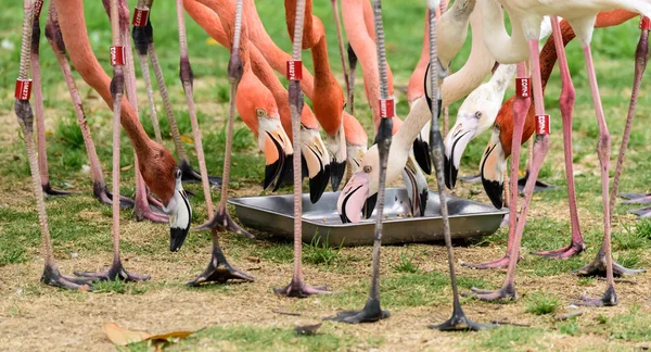 Büyük flamingo kuşu — Stok fotoğraf