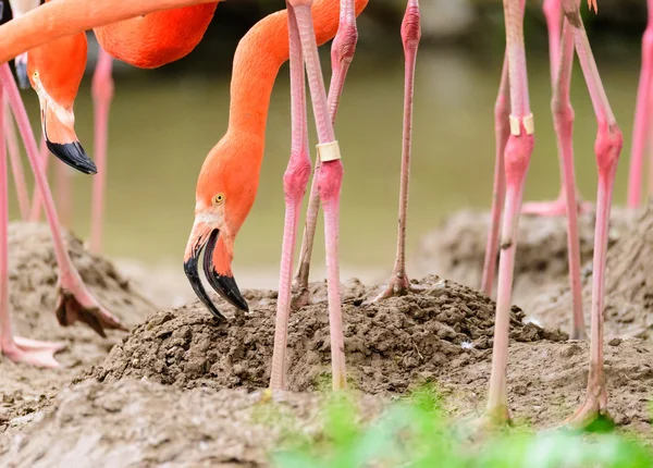Wielki ptak flamingo — Zdjęcie stockowe