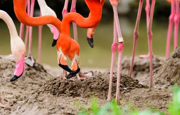 Büyük flamingo kuşu — Stok fotoğraf