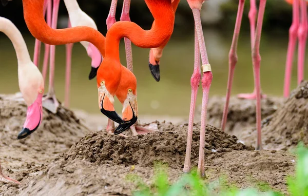 Le grand oiseau flamant rose — Photo