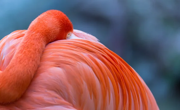 Le grand oiseau flamant rose — Photo