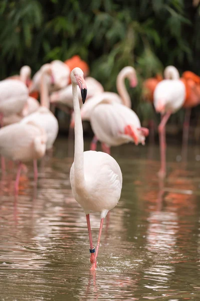 O grande pássaro flamingo — Fotografia de Stock