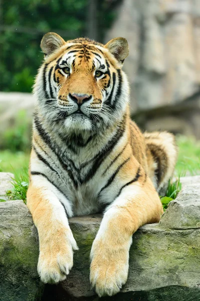 O rosto de tigre — Fotografia de Stock