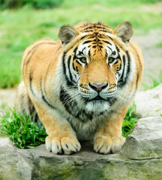 O rosto de tigre — Fotografia de Stock