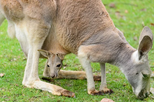 Kanguru anne ve bebeği