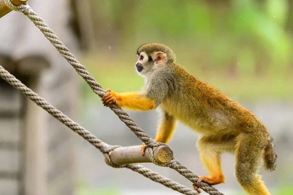 En abe klatrer op ad rebet. - Stock-foto