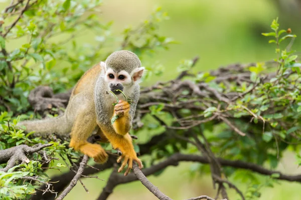 Een aap op de boom — Stockfoto