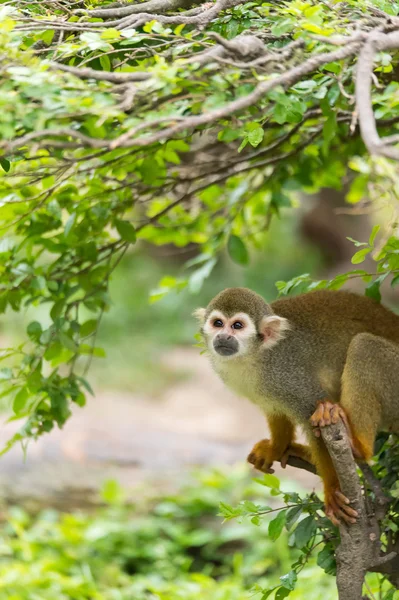 Um macaco na árvore — Fotografia de Stock