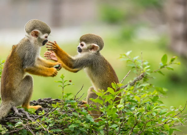 Bazı oyun maymunlar — Stok fotoğraf