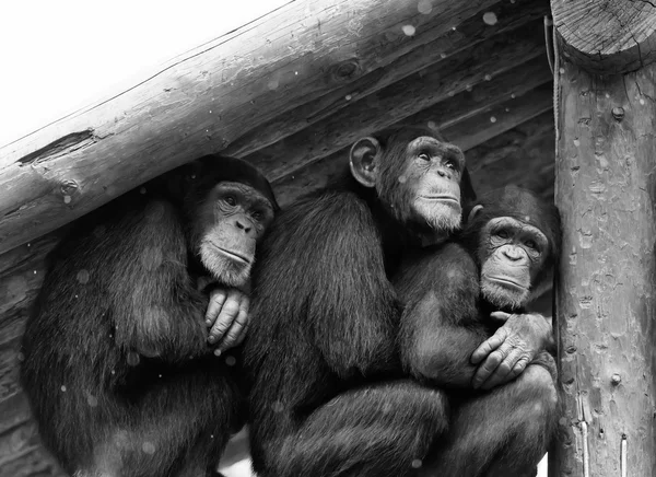 3 gibbons krijgen uit regen — Stockfoto