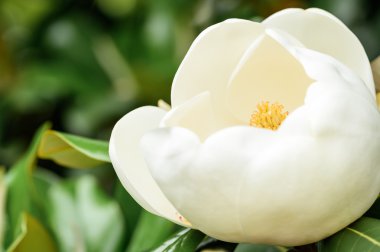 Beyaz Manolya çiçeği