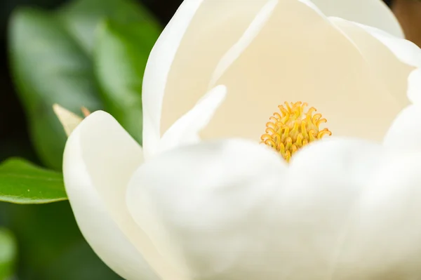 Weiße Magnolienblüte — Stockfoto