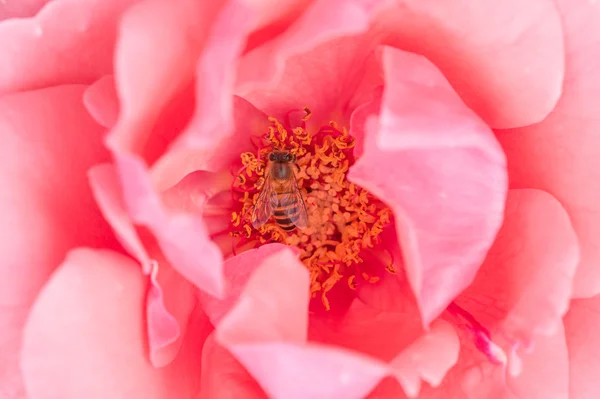 Bee i blomman — Stockfoto
