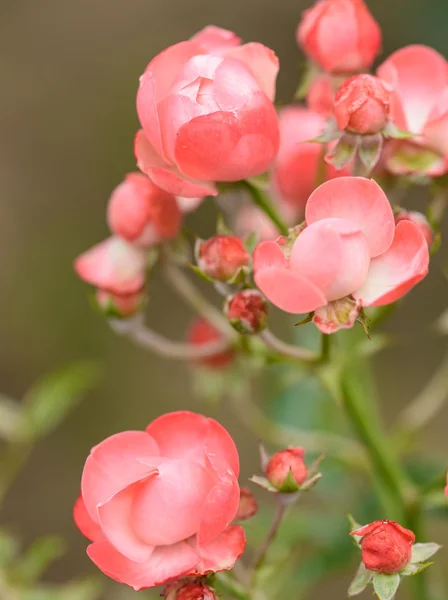 The Rosa chinensis — Stock Photo, Image