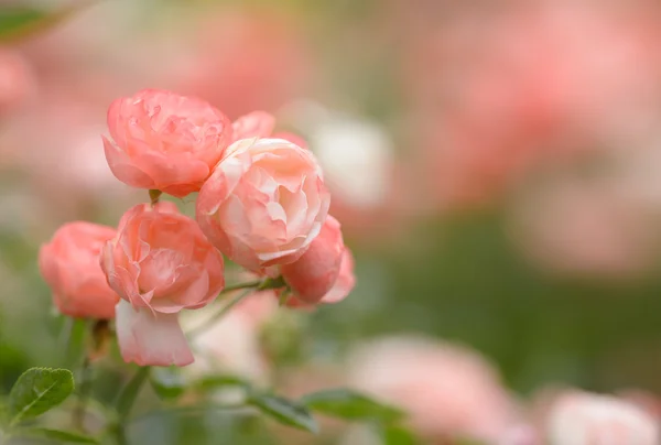 The Rosa chinensis — Stock Photo, Image