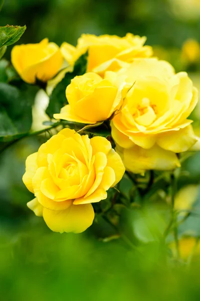 Sarı Rosa chinensis