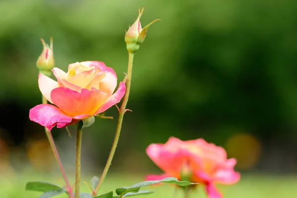 The Rosa chinensis — Stock Photo, Image