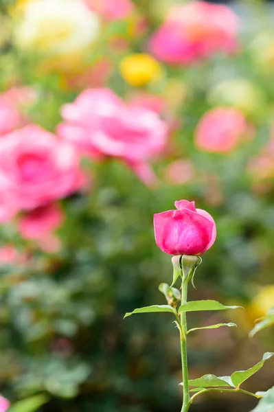 The Rosa chinensis — Stock Photo, Image