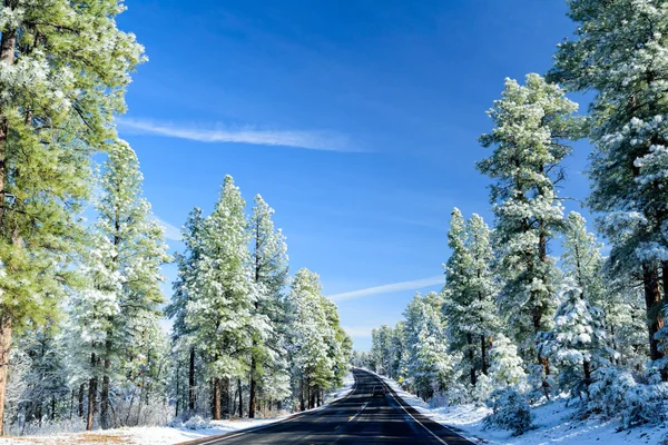 yol boyunca ağaçlar