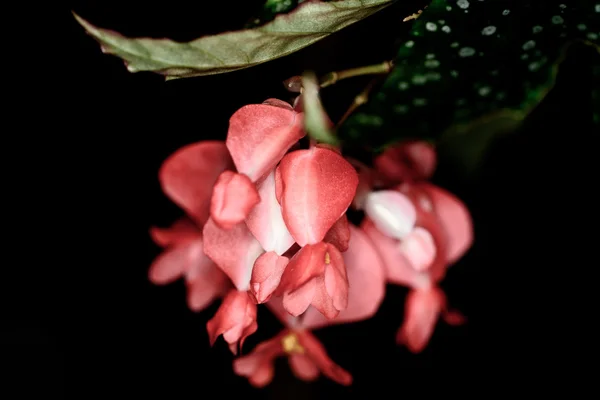 Begonia kwiat na czarnym tle — Zdjęcie stockowe