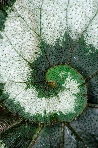 Begonia leaf vein — Stock Photo, Image