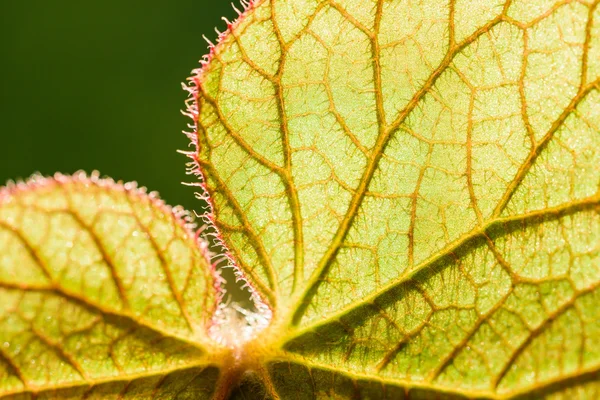 Veine de feuille de bégonia — Photo