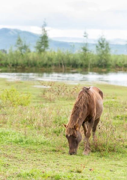 Caballo en acción —  Fotos de Stock