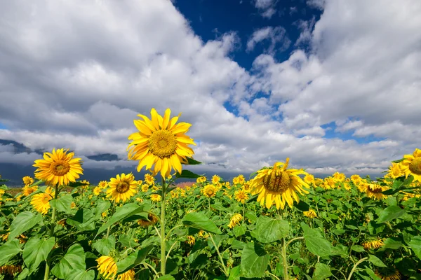 Sunflowers under the sky — Stock Photo, Image