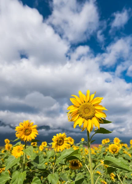 sunflowers under the sky