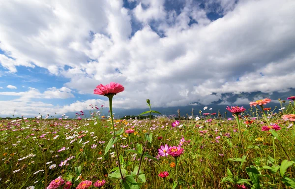 Campos de flores sob o céu — Fotografia de Stock