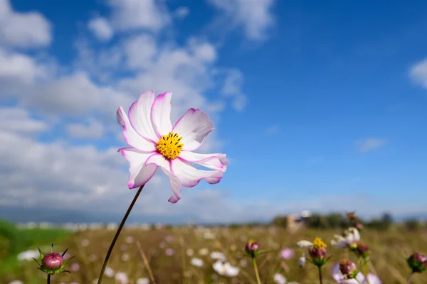 Daisy flowers under sky — Stock Photo, Image