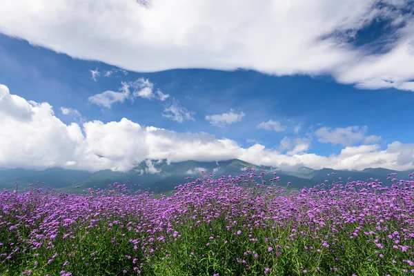 Campos de flores bajo el cielo — Foto de Stock