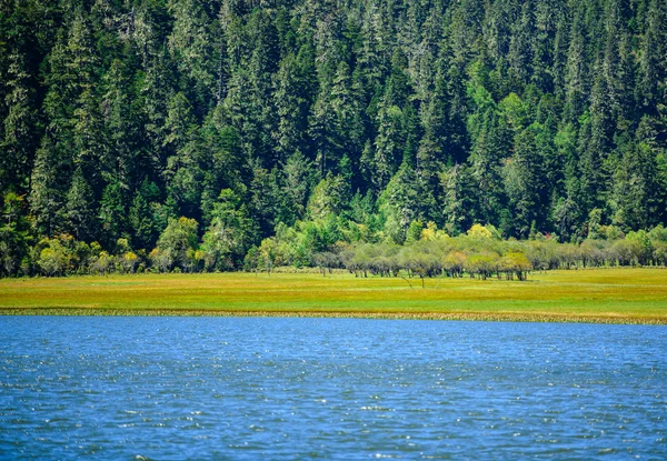 Lago en el bosque — Foto de Stock